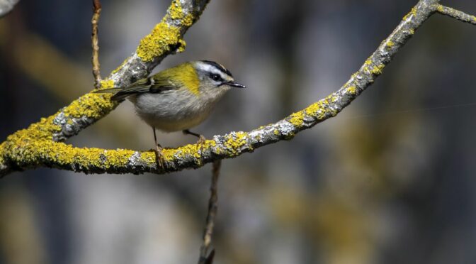 INVENTARIO AMBIENTAL DE COLMENAREJO: AVES